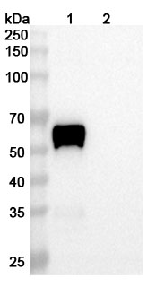 Vantictumab Biosimilar - Anti-FZD1 mAb - Research Grade in WB Assay