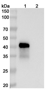 Vepsitamab Biosimilar - Anti-MUC17 &amp, CD3e mAb - Research Grade in WB Assay
