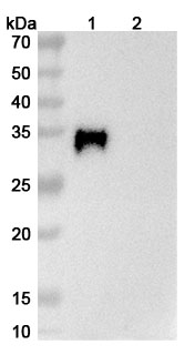 Research Grade Verekitug in WB Assay