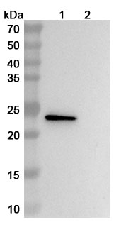 VHH mIgG1 Fc Isotype Control Antibody (HyHEL-10) in WB Assay