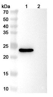 VHH mIgG2a Fc Isotype Control Antibody (HyHEL-10) in WB Assay