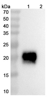 Research Grade Vilastobart binds to Mouse CD152 recombinant protein in WB Assay