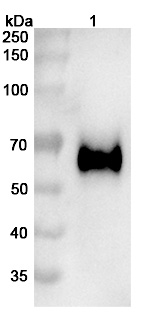 Vofatamab Biosimilar - Anti-FGFR3 mAb - Research Grade in WB Assay
