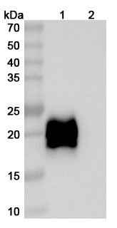 Volrustomig Biosimilar - Anti-PD1 and CTLA4 mAb - Research Grade in WB Assay
