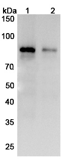 Zampilimab Biosimilar - Anti-TGM2 mAb - Research Grade binds to Recombinant Mouse TGM2 Protein, N-His in WB Assay