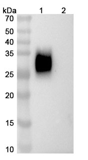Zeluvalimab Biosimilar - Anti-PDCD1 mAb - Research Grade in WB Assay