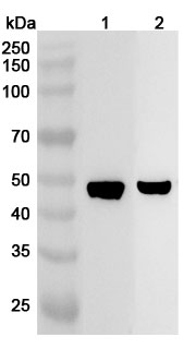 Anti-HOMER1 Polyclonal antibody