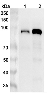 Anti-Human CUL4A Polyclonal Antibody binds to Human CUL4A Recombinant Protein, N-His in WB Assay
