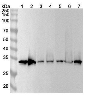 Anti-Human ELAVL1 Polyclonal Antibody binds to Recombinant Human ELAVL1 Protein, N-His in WB Assay