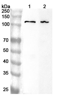 Anti-Human STT3A Polyclonal Antibody binds to Recombinant Human STT3A Protein, N-His in WB Assay