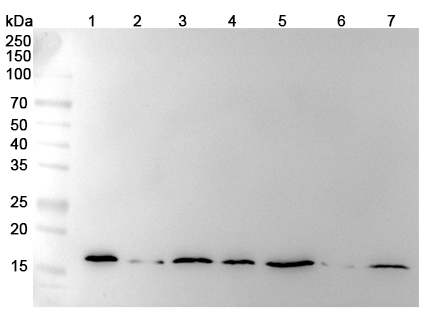 Anti-Hypusine monoclonal Antibody in WB Assay