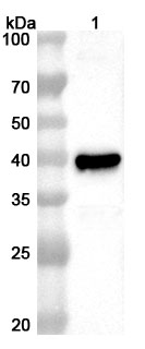 Anti-Monkeypox virus/MPXV A29L Polyclonal Antibody in WB Assay