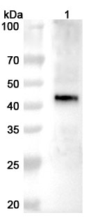 Anti-Nipah virus/HeV F/Fusion glycoprotein F0 Polyclonal Antibody in WB Assay