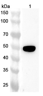 Anti-TACR2 Polyclonal Antibody binds to Recombinant Human TACR2 Protein, N-His-SUMO in WB Assay