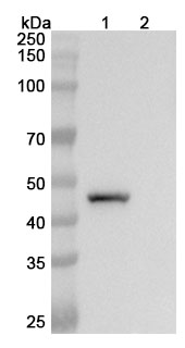 Semzuvolimab Biosimilar - Anti-CD4 mAb - Research Grade binds to Human CD4 Recombinant Protein, N-His in WB Assay