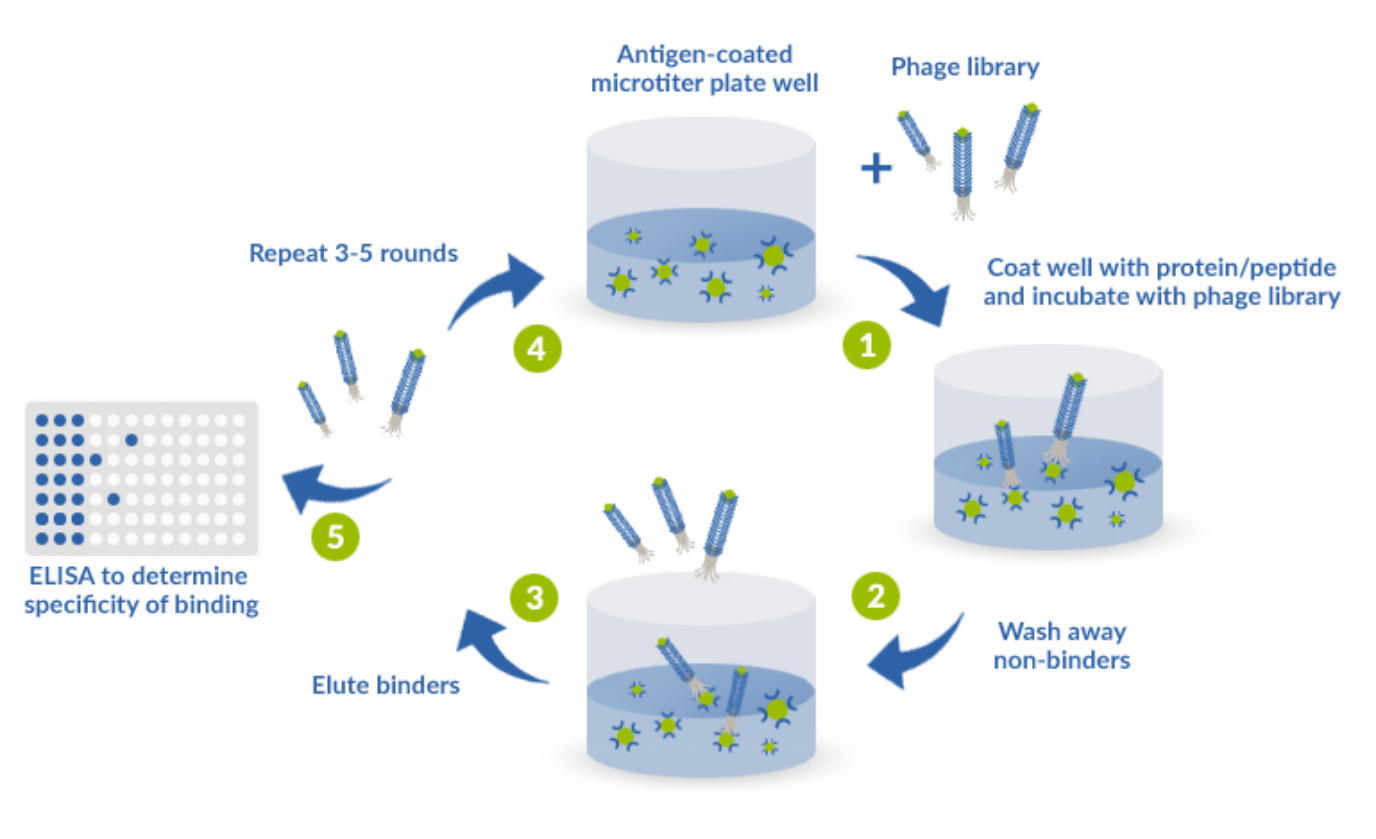 Example of panning (biopanning) protocol