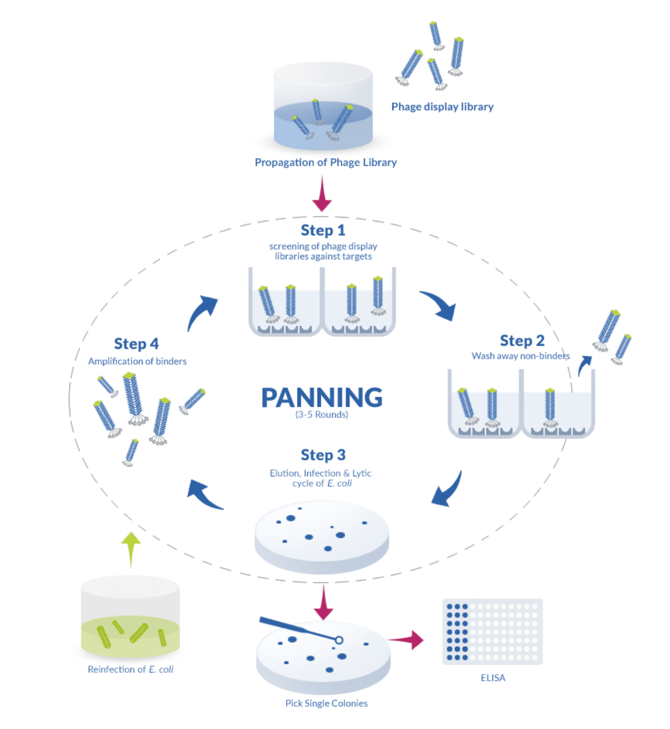 P0hage display cycle : panning biopanning steps