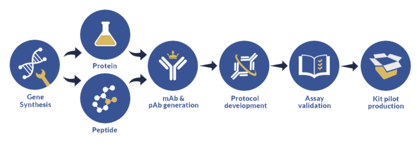 Custom assay development process