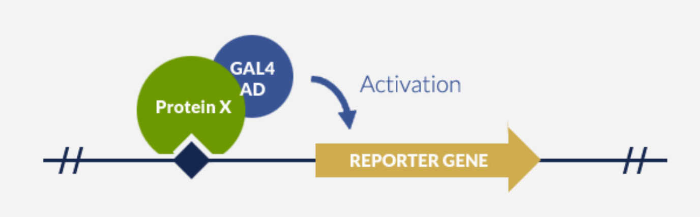 One Hybrid System Screening for Biomarker Discovery