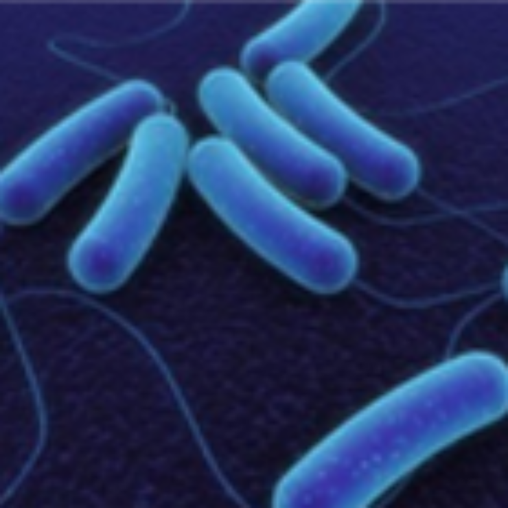 Protein production in B.subtilis