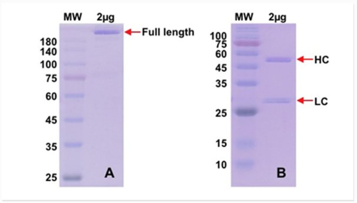 Recombinant antibody production QC