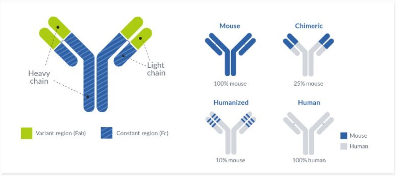 Monoclonal antibody humanization