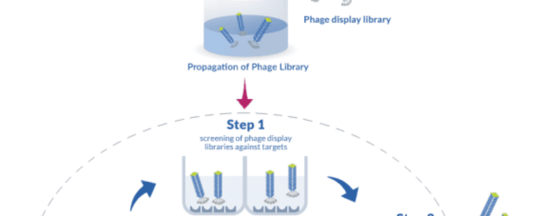 Interview of Pr. BIHAN-AVALLE, expert in Phage Display Technology