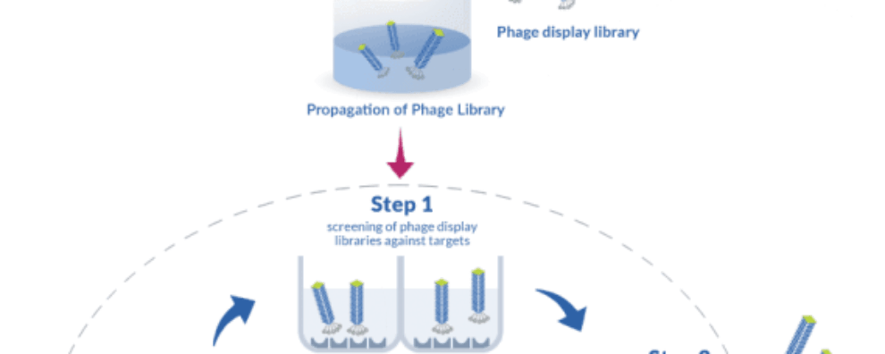 Interview of Pr. Bérangère BIHAN-AVALLE, expert in Phage Display Technology