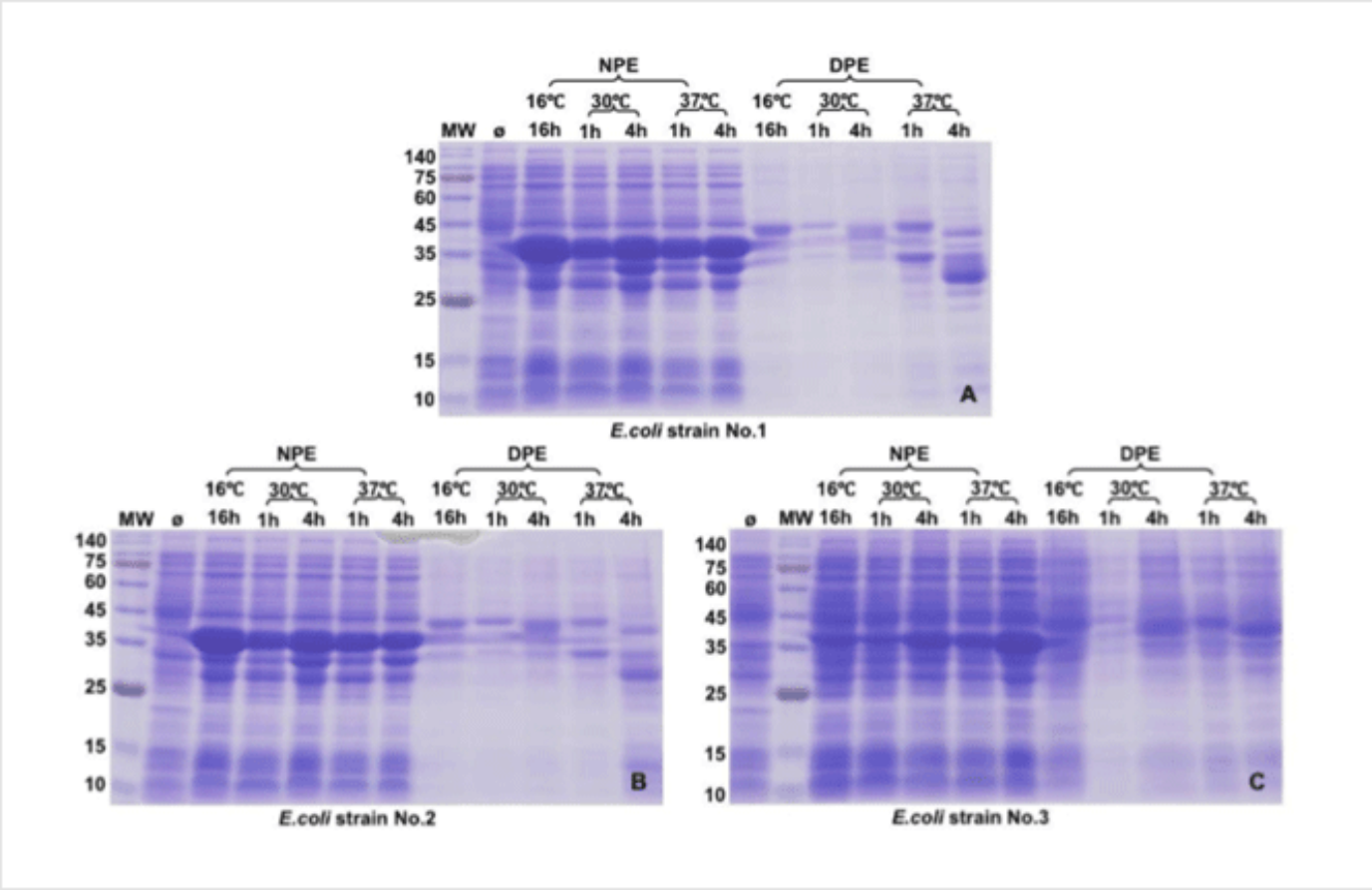 E. coli protein expression tests