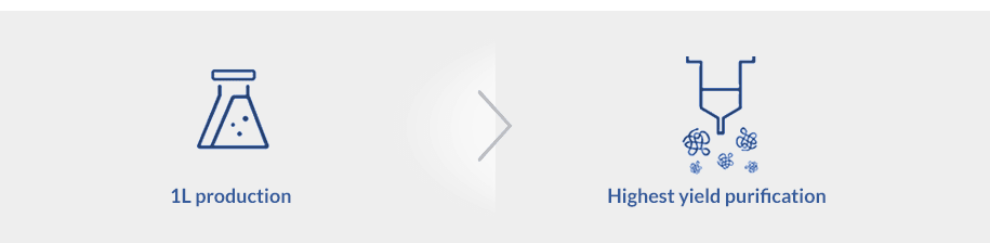 E.coli protein expression 2
