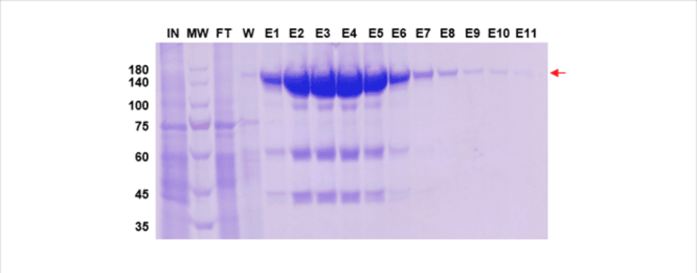 mammalian expression purification