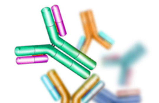 How to choose the best host species for your polyclonal antibody production?