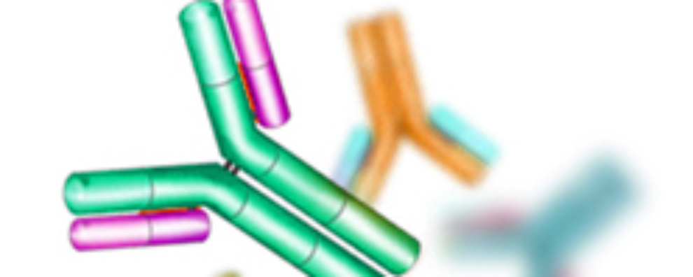 How to choose the best host species for your polyclonal antibody production?