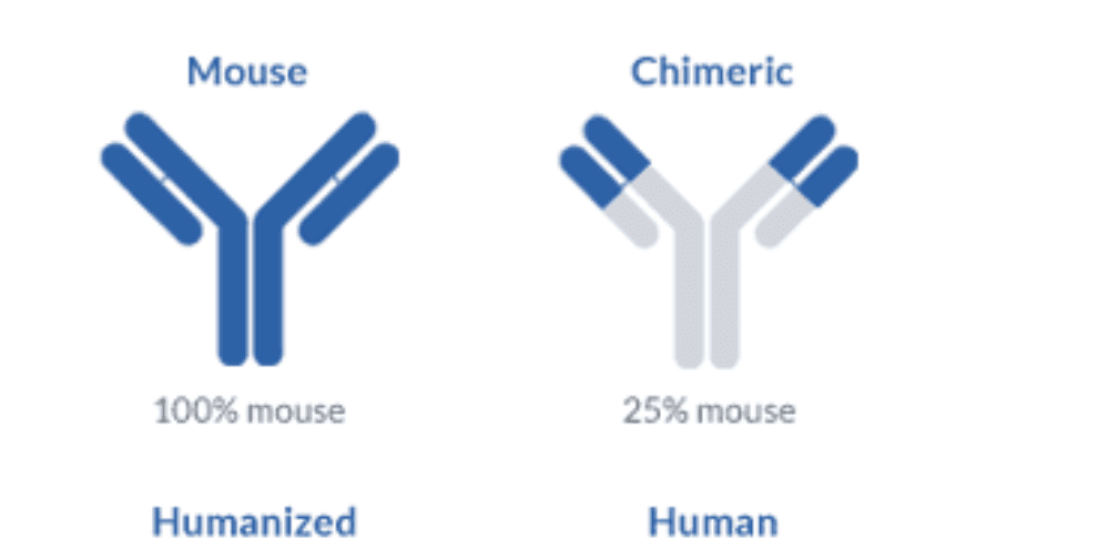 Why you should consider developing a humanized antibody for therapeutic applications