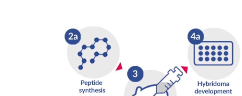 In vivo vs. in vitro techniques for custom antibody generation