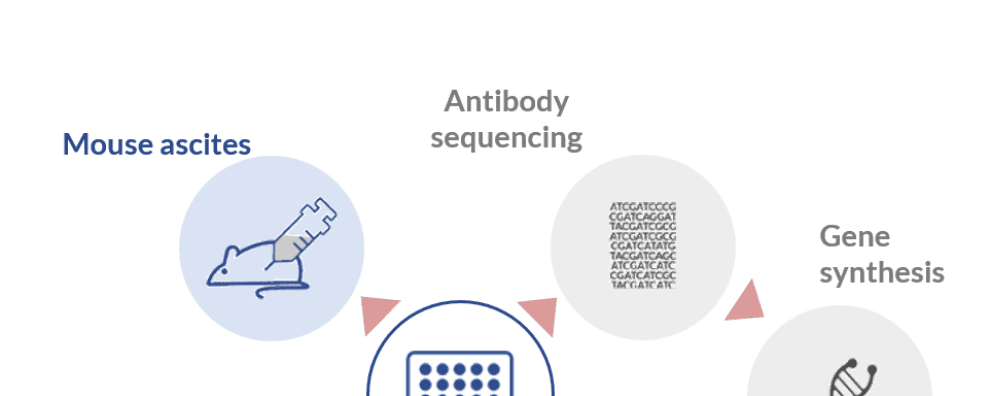 Tips to choose the best monoclonal antibody production process for your project