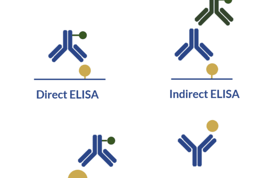 Primary antibodies and ELISA – all you need to know to design your immunoassay