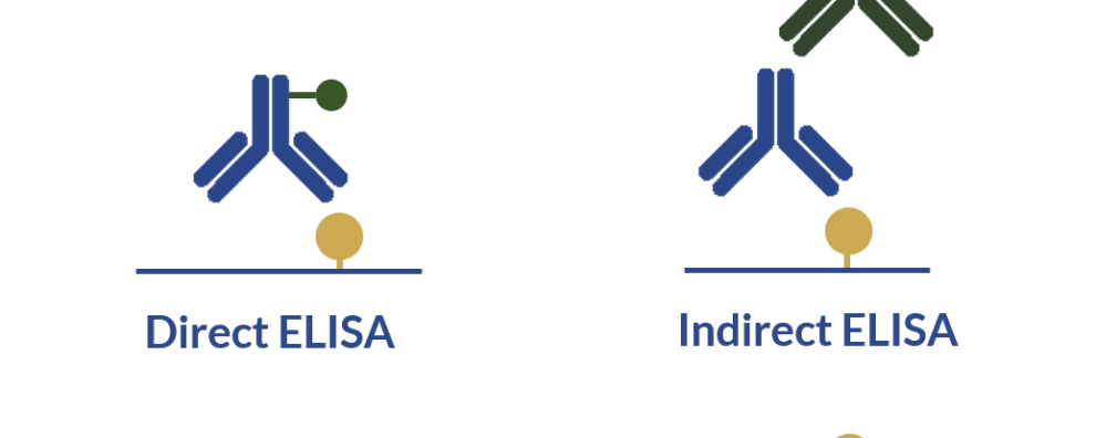 Primary antibodies and ELISA – all you need to know to design your immunoassay