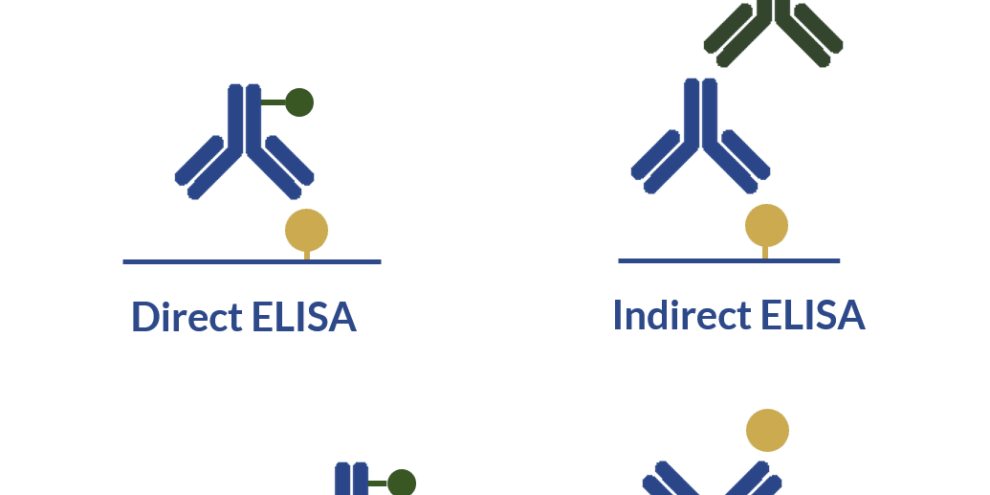 Primary antibodies and ELISA – all you need to know to design your immunoassay