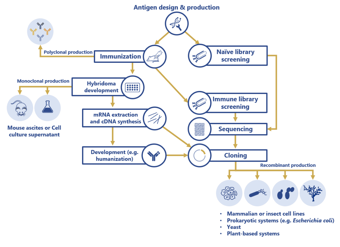 Antibody production steps