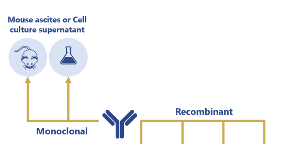 Essential steps for the successful manufacturing of therapeutic antibodies