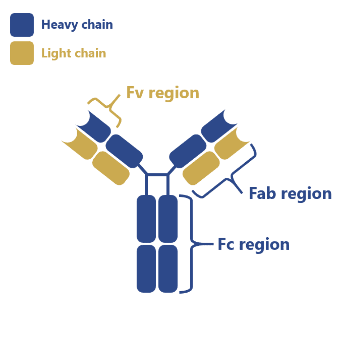 Antibody structure