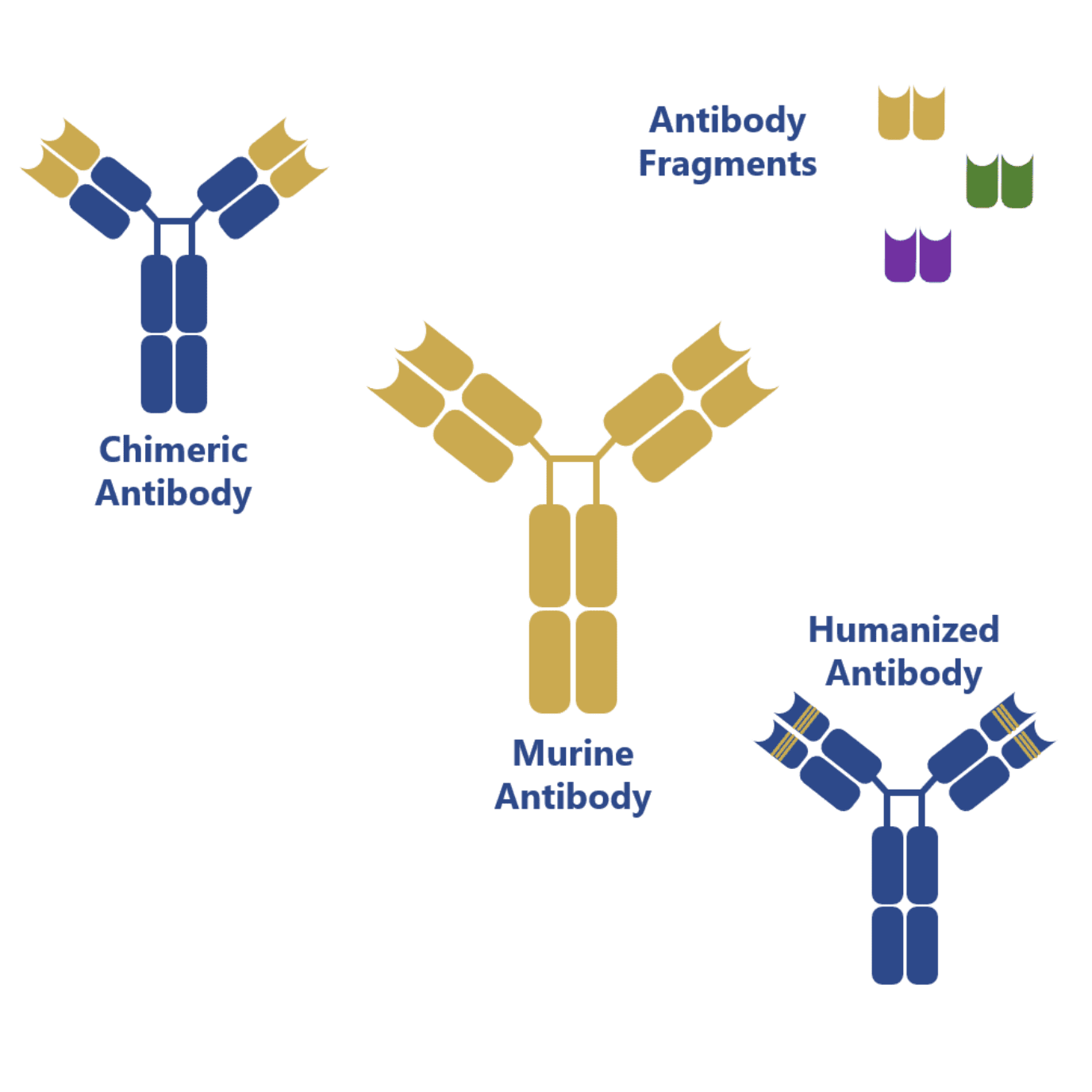 Murine monoclonal antibodies