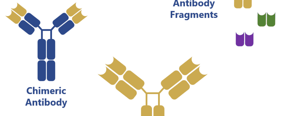 Are murine monoclonal antibodies still relevant for modern medicine?