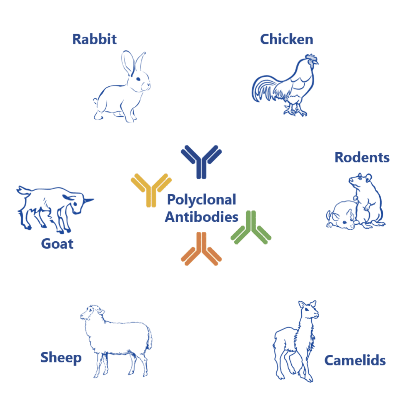 Polyclonal antibody production process