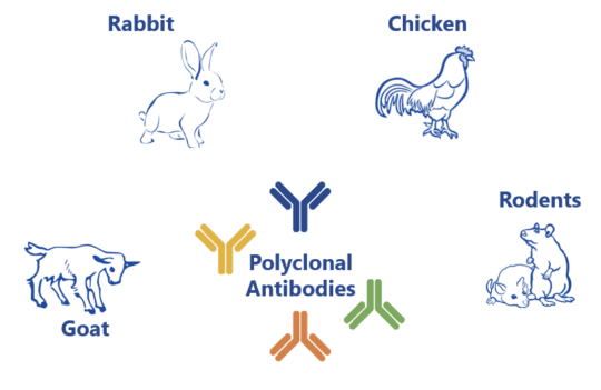 Polyclonal antibody production processes and development for research and diagnostics
