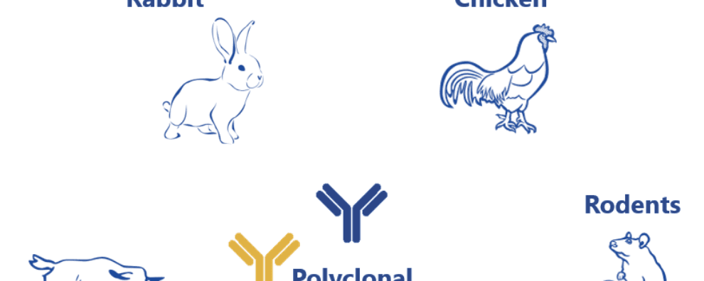 Polyclonal antibody production processes and development for research and diagnostics