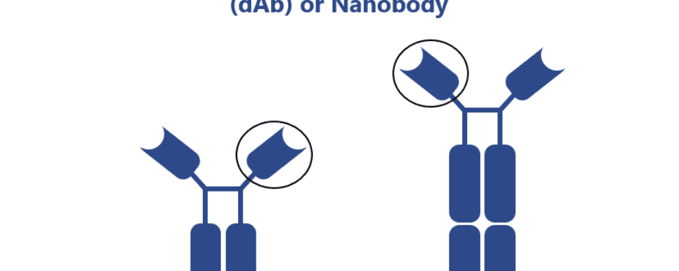 How camelid heavy-chain antibodies intensified the development of antibody engineering techniques