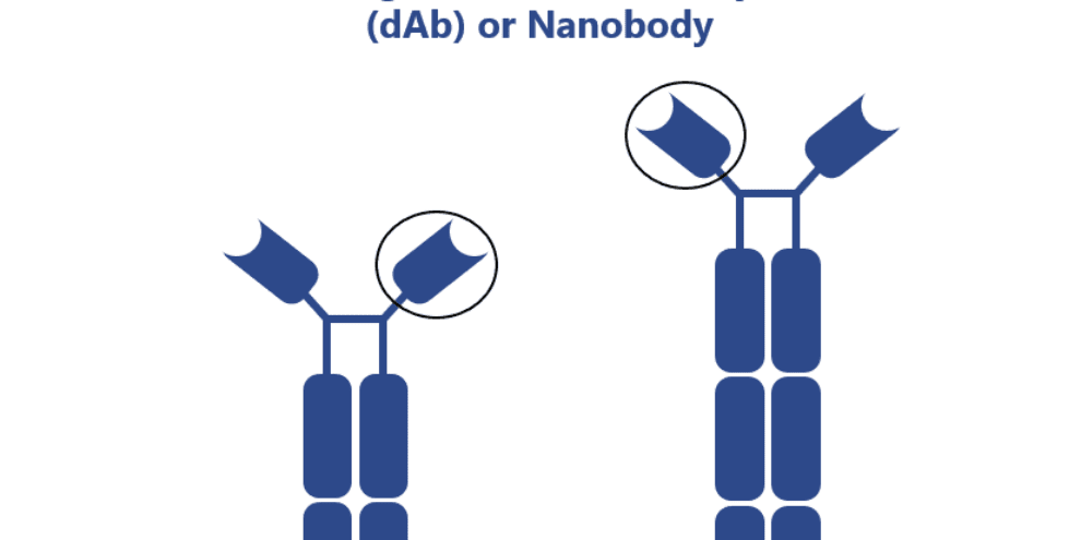 How camelid heavy-chain antibodies intensified the development of antibody engineering techniques