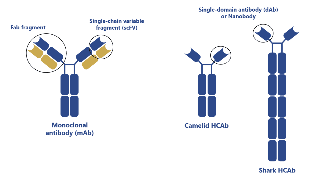 Antibody engineering